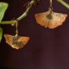 Ginkgo - 2 Flower oorbel Gingko