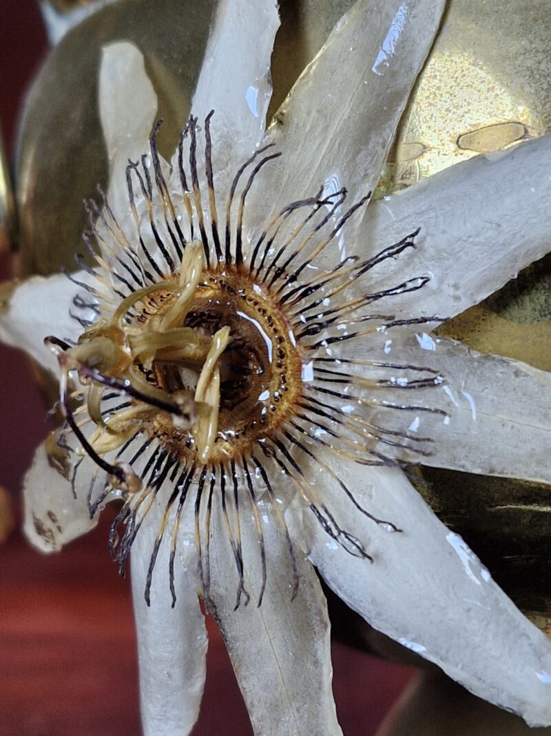 Flower oorbel Passiebloem