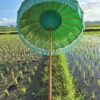 IMG-20250406-WA0047 Bali parasol